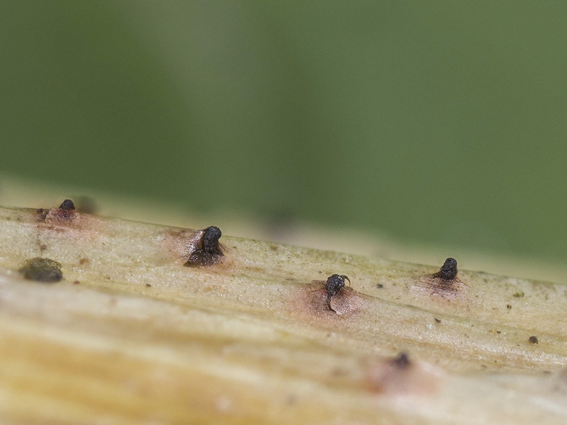 Leptospora rubella